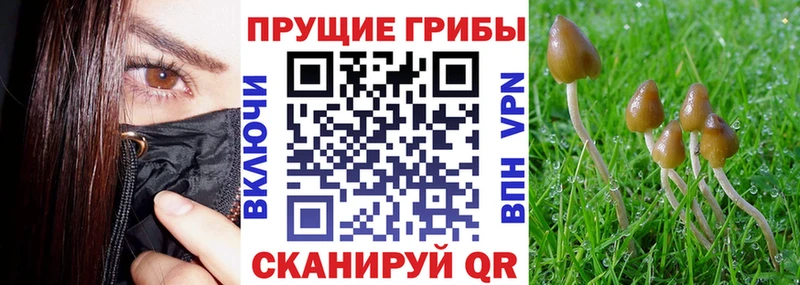 где найти   Пятигорск  Псилоцибиновые грибы мухоморы 